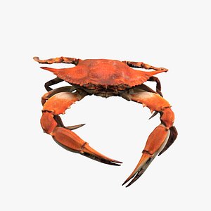 Steamed Blue Crab
