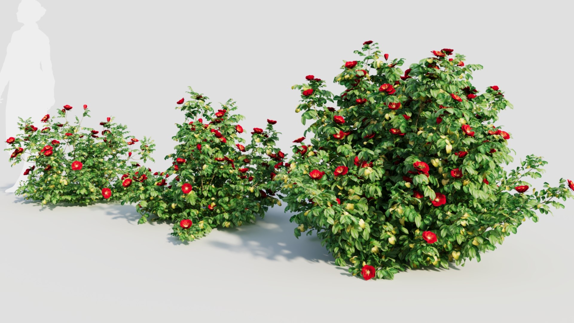 Rosa Rugosa E Model - TurboSquid 2237938