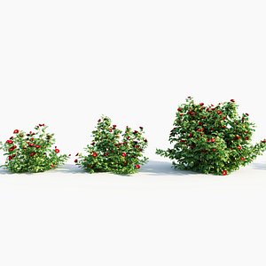 Rosa rugosa e