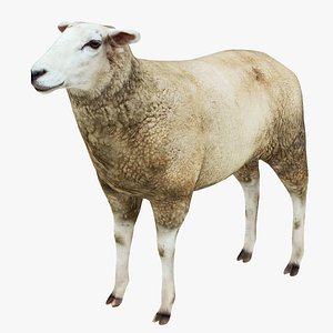 Sheep 2