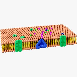 3D Active Transport in Cellular Membrane