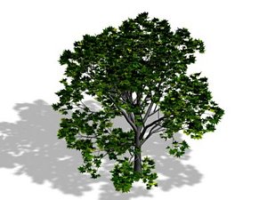 tree max free