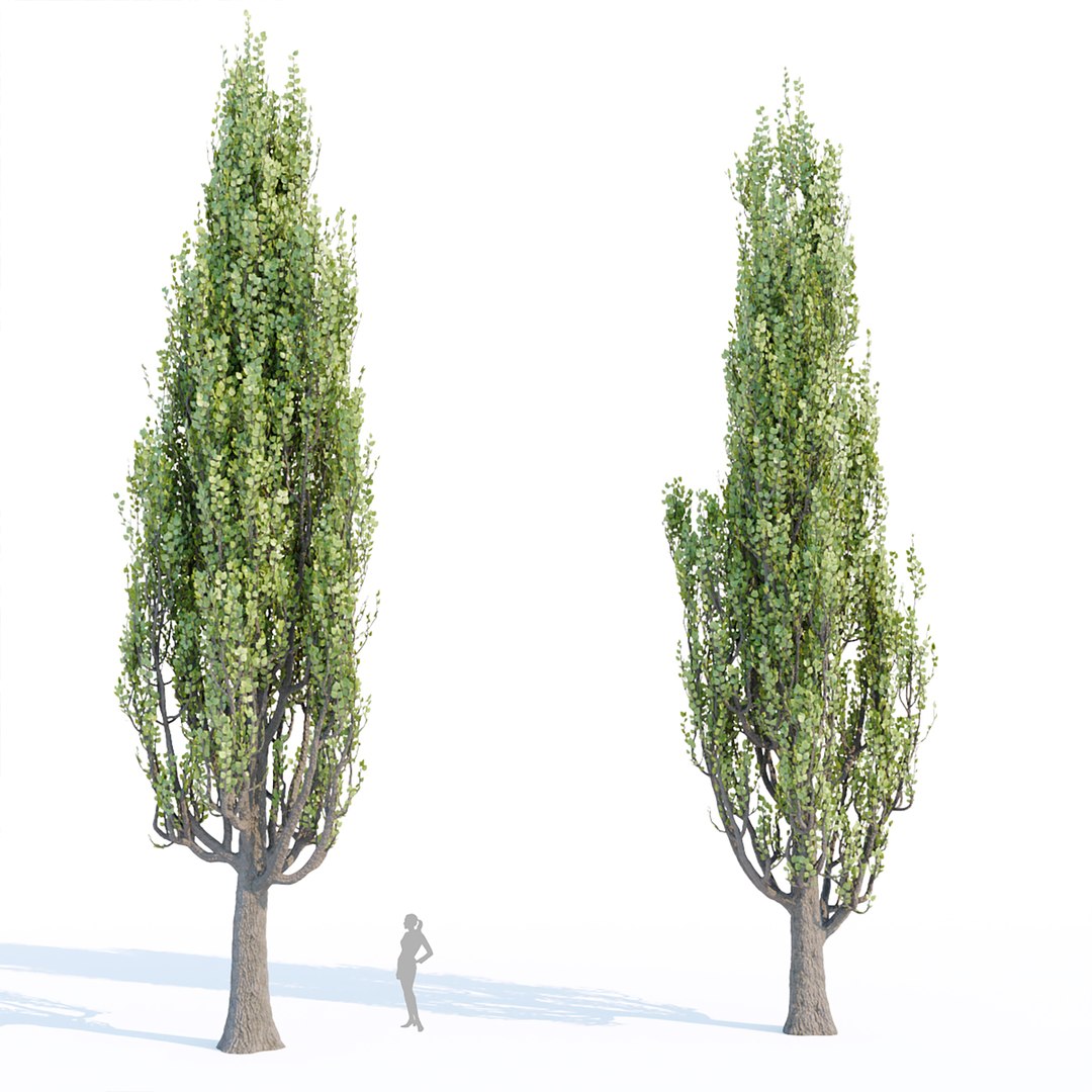 3D poplar trees collection vol 76 https://p.turbosquid.com/ts-thumb/OB/M1ES36/aC/2/jpg/1663494820/1920x1080/fit_q87/87c05d4c55d8e062fd5ab3fa579f37a62b5400ee/2.jpg