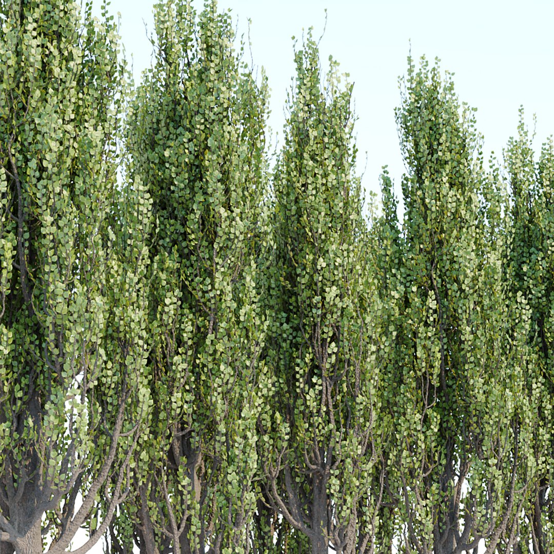 3D poplar trees collection vol 76 https://p.turbosquid.com/ts-thumb/OB/M1ES36/sp/6/jpg/1663494856/1920x1080/fit_q87/b0ff9aa5d6663927b6da4bbfdea74e81041a1f8f/6.jpg