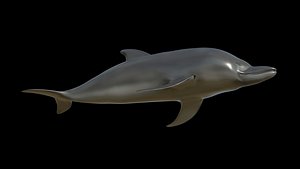 3D rigged dolphin