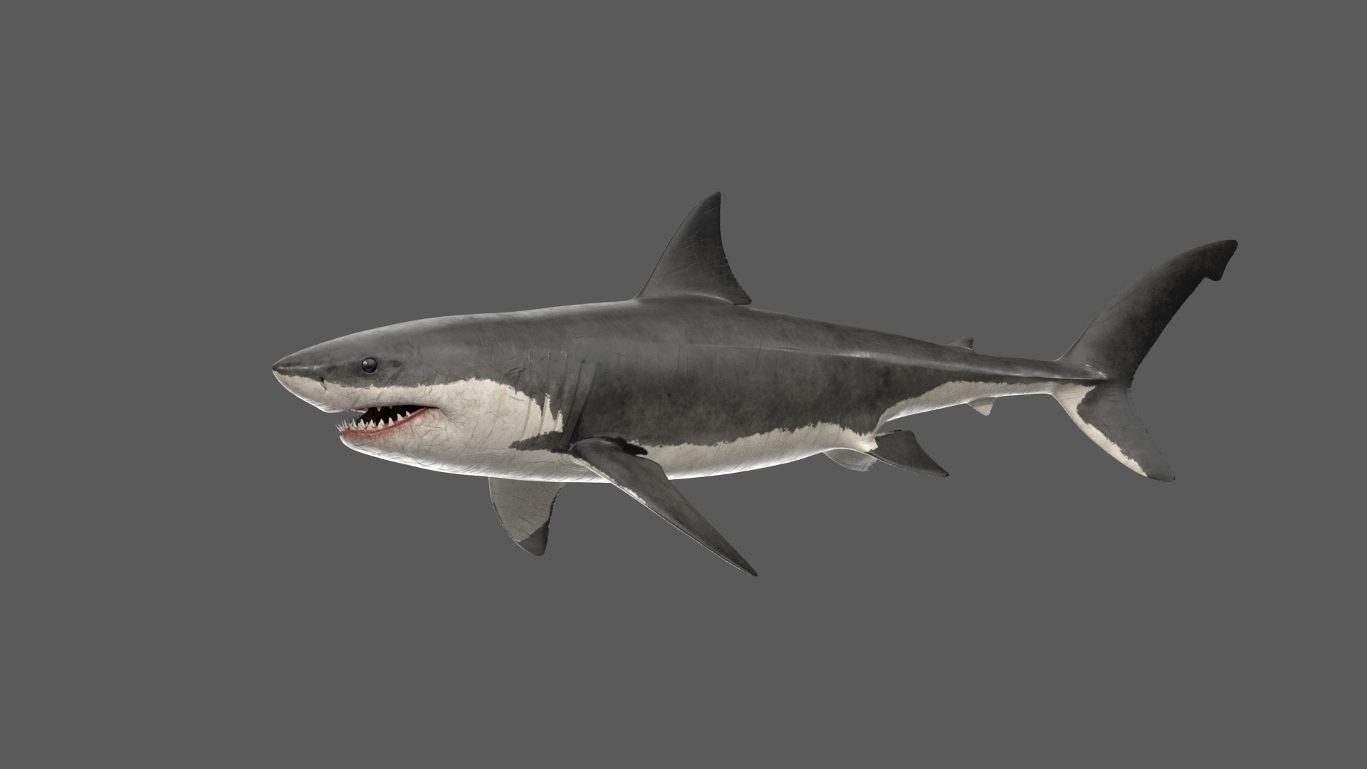 6 Rig Shark Fishing Images, Stock Photos, 3D objects, & Vectors