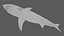 Grand requin blanc animé