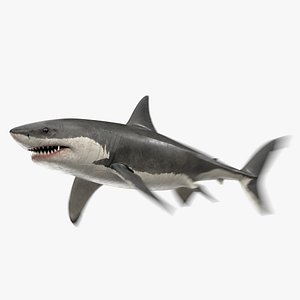 3D great white shark animation sea