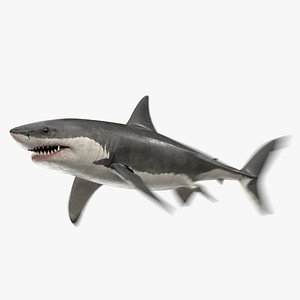 Great White Shark Animated