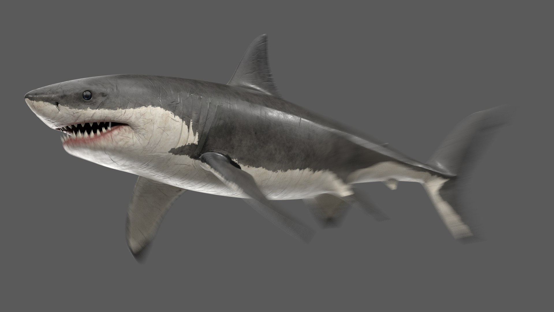 3D Great White Shark Rigged and Animation in Blender model - TurboSquid  2009398