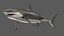 Grand requin blanc animé