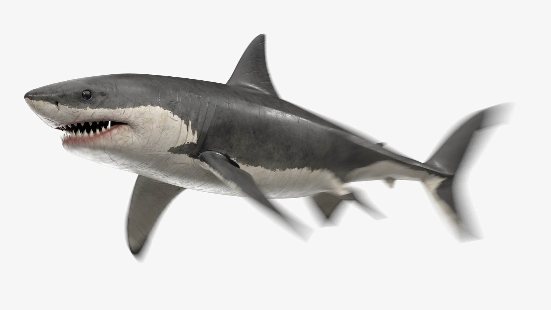 3D shark blender animation model - TurboSquid 1517695