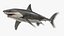 Grand requin blanc animé