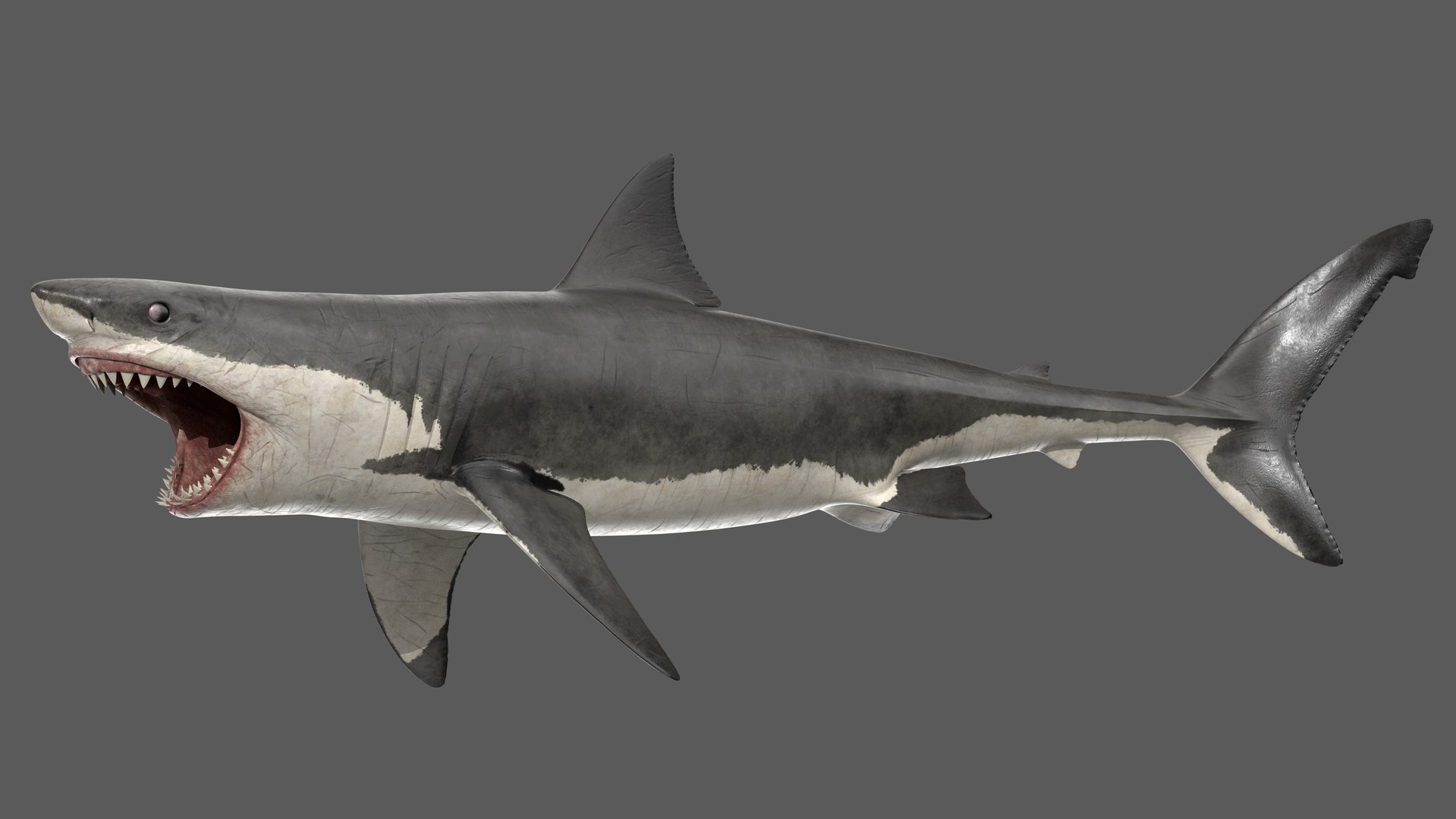 3D great white shark animation sea https://p.turbosquid.com/ts-thumb/OB/Tdu3J1/wjKINSyu/greatwhiteshark_poses_004/jpg/1597580669/1920x1080/fit_q87/d562a3426fe760c1a0c355a93c7fb0d3a99008d9/greatwhiteshark_poses_004.jpg