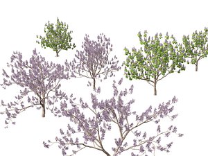 Paulownia tomentosa - Princess tree