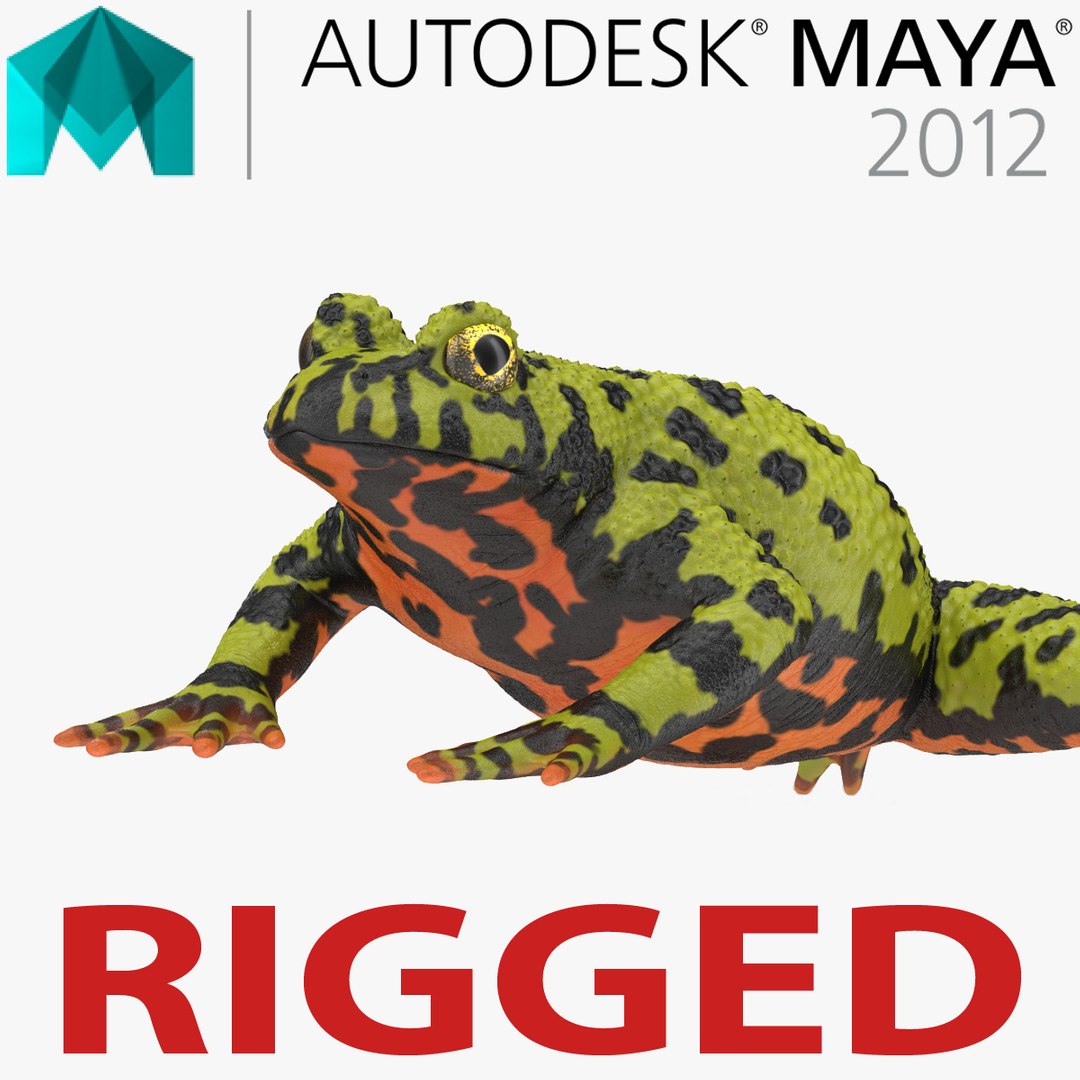 Fire Bellied Toad Frog Rigged for Maya 3D Model 3D model preview