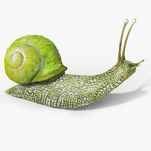 snail 3D model