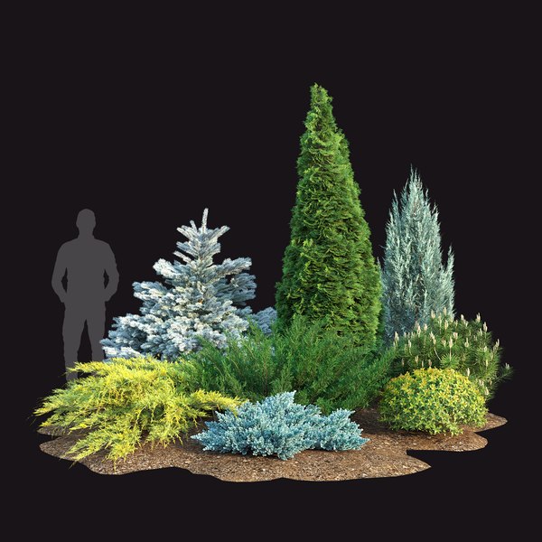 Arborvitae 3d Models For Download 