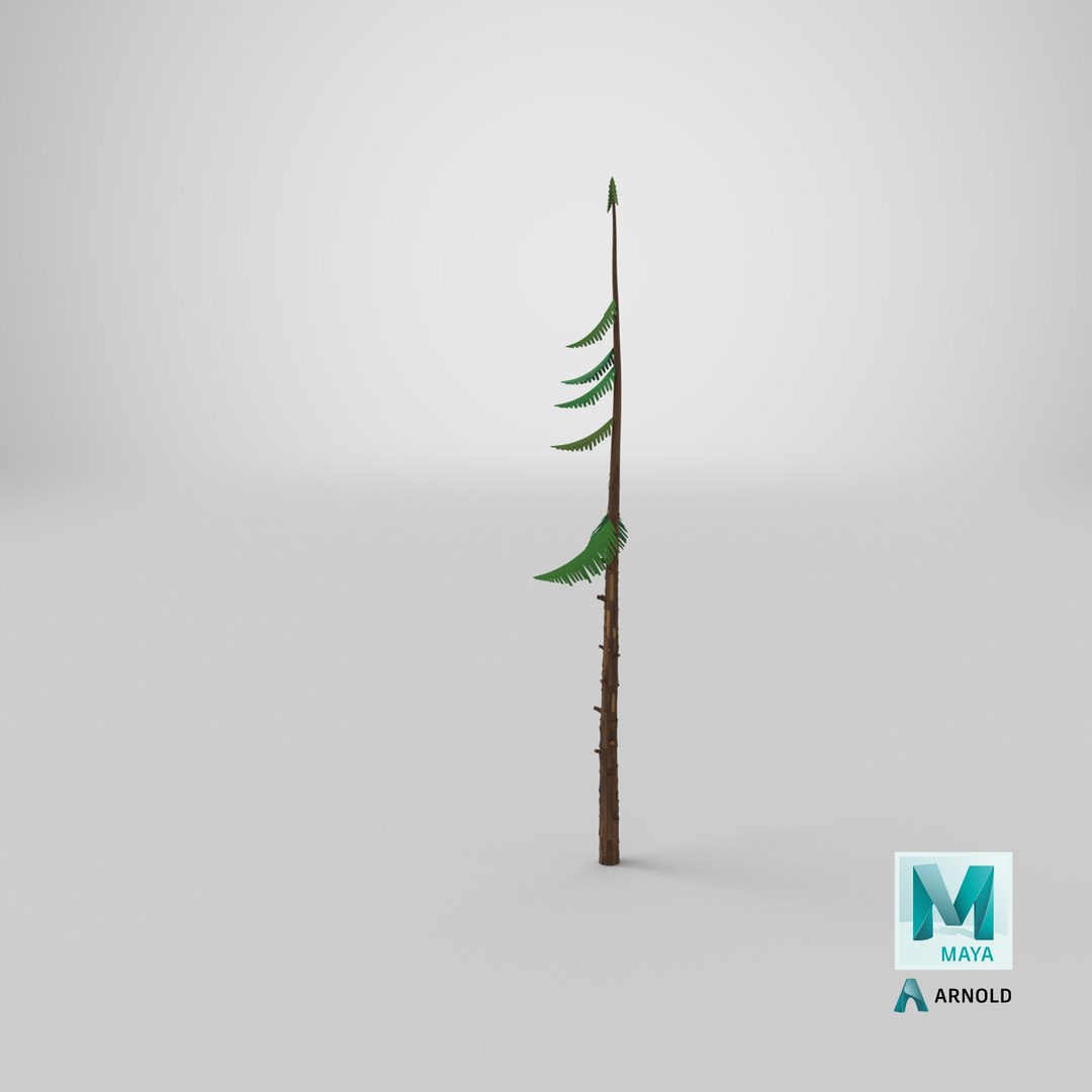 3D Cartoon Pine 10 https://p.turbosquid.com/ts-thumb/OB/sW78a3/h9/stemcell_maya_arnold_render/png/1661453031/1920x1080/fit_q87/8c8095e7a6e4dfc458b1a32b30331ec2980dd025/stemcell_maya_arnold_render.jpg