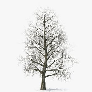3D Bare Poplar Winter Tree