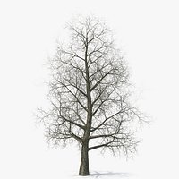 Bare Poplar Winter Tree