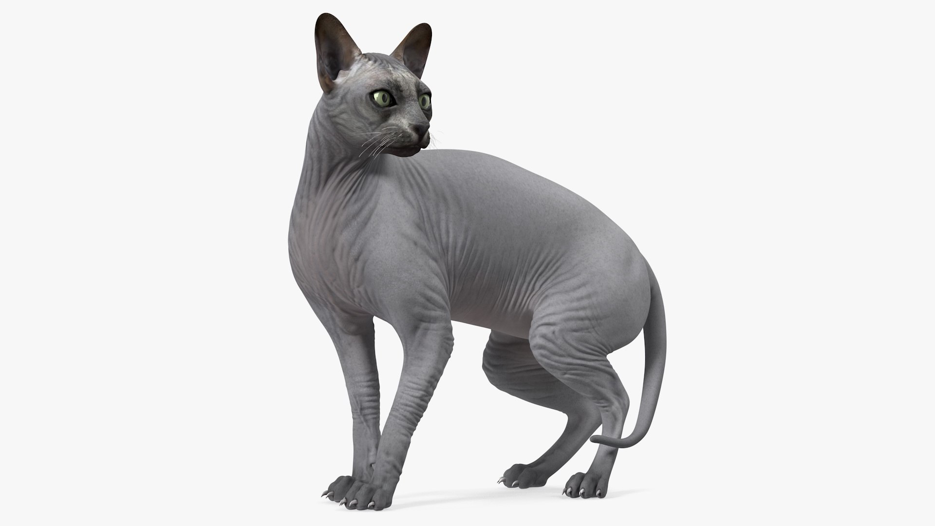 Sphynx Cat Black 3D model preview
