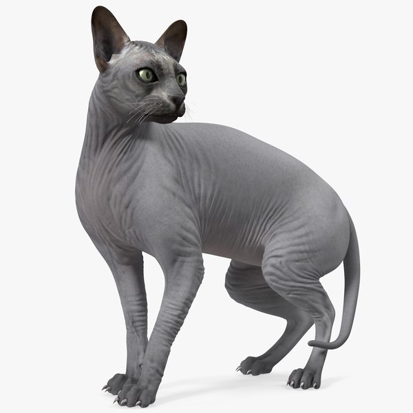 sphynx cat black 3D model