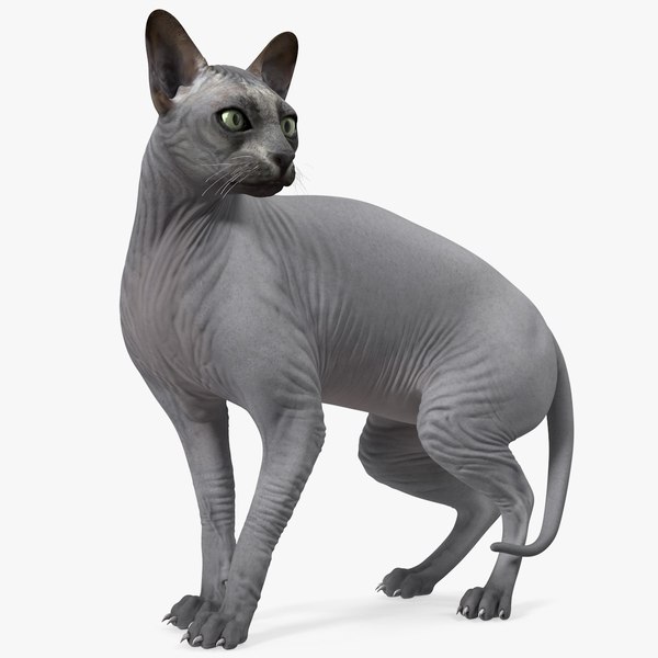 sphynx cat black 3d model