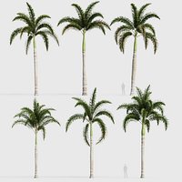 Wodyetia bifurcata - Foxtail Palm 03 3D model