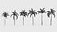 Wodyetia bifurcata - Foxtail Palm 03 3D model