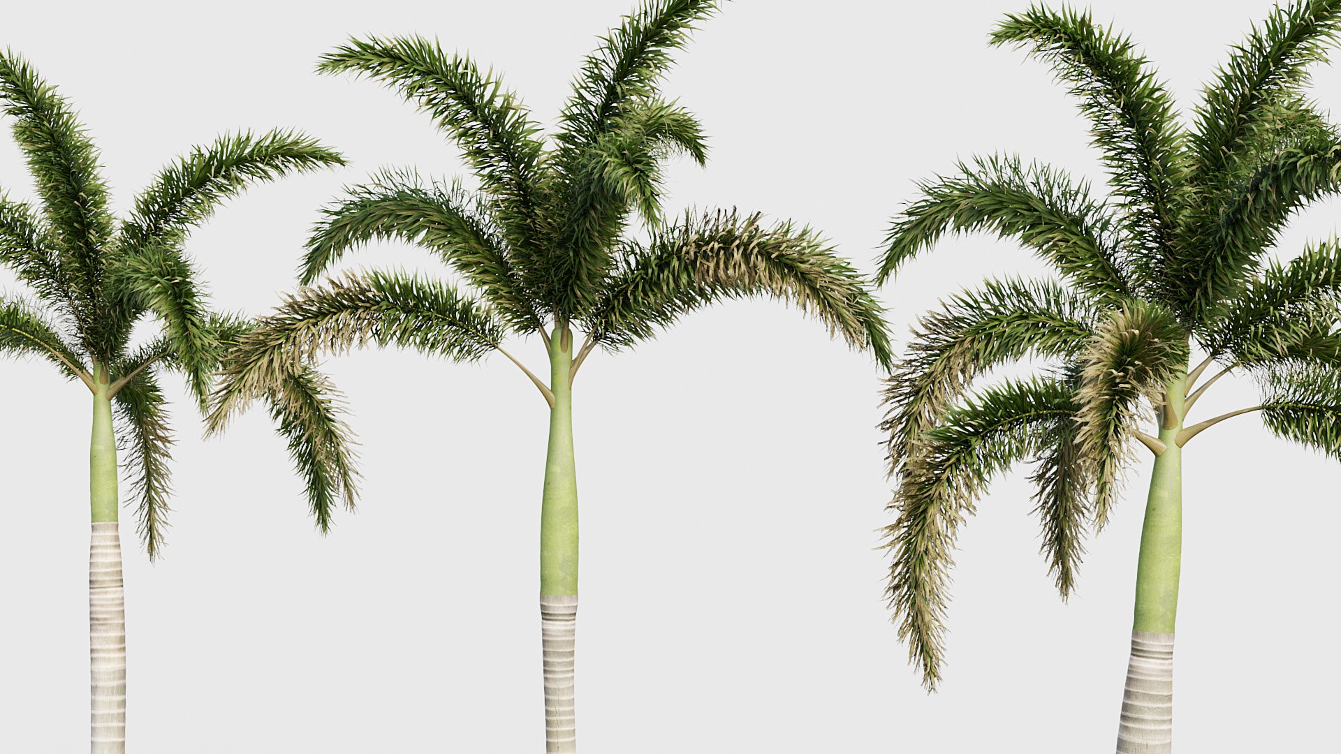 3D model Wodyetia bifurcata - Foxtail Palm 03 3D model https://p.turbosquid.com/ts-thumb/OC/7slgHF/XJ/bc_pm_p23_wodyetia_bifurcata_03_04/jpg/1785051023/1920x1080/fit_q87/50f88e69a6f9be10004d7775b6a44c7ec8aababf/bc_pm_p23_wodyetia_bifurcata_03_04.jpg