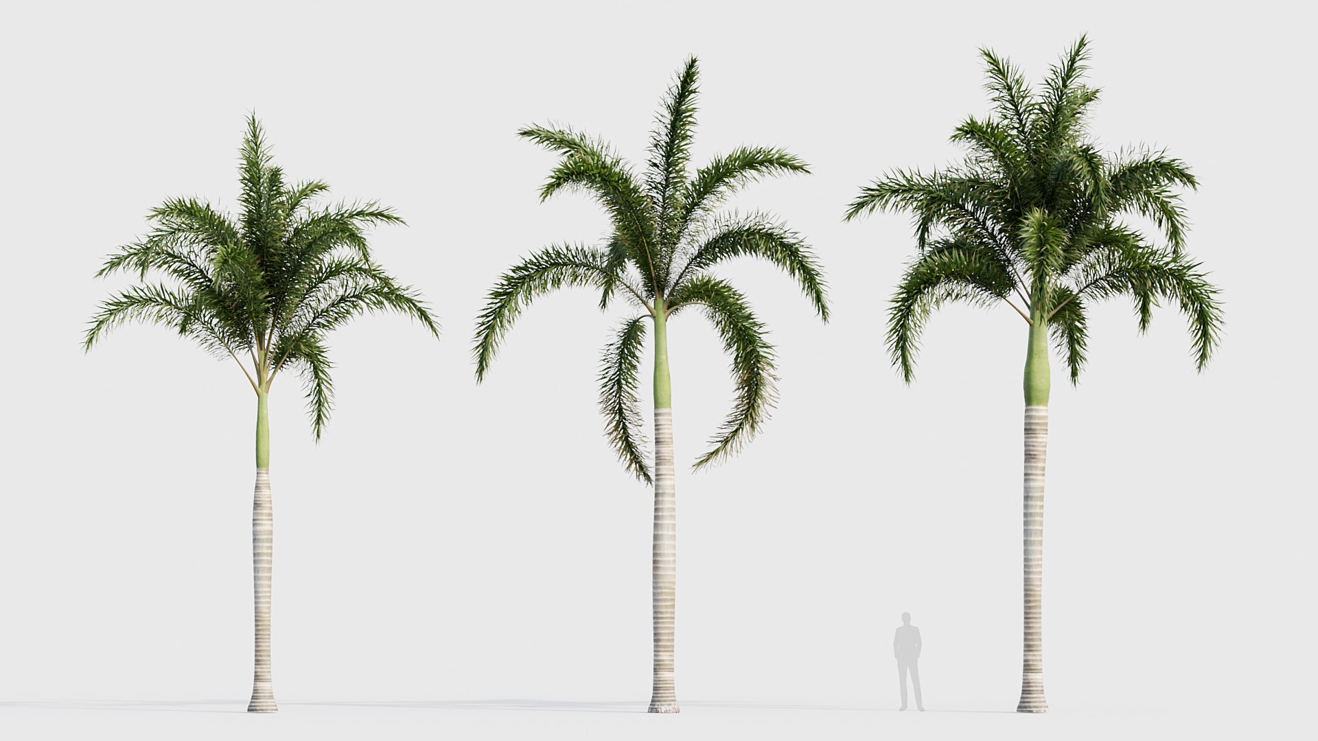 3D model Wodyetia bifurcata - Foxtail Palm 03 3D model https://p.turbosquid.com/ts-thumb/OC/7slgHF/hc/bc_pm_p23_wodyetia_bifurcata_03_02/jpg/1785051021/1920x1080/fit_q87/a2bc02a6cdd805a50894fb72a63e00d4f84bdf23/bc_pm_p23_wodyetia_bifurcata_03_02.jpg