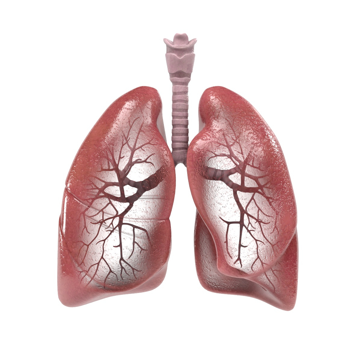 3d respiratory model