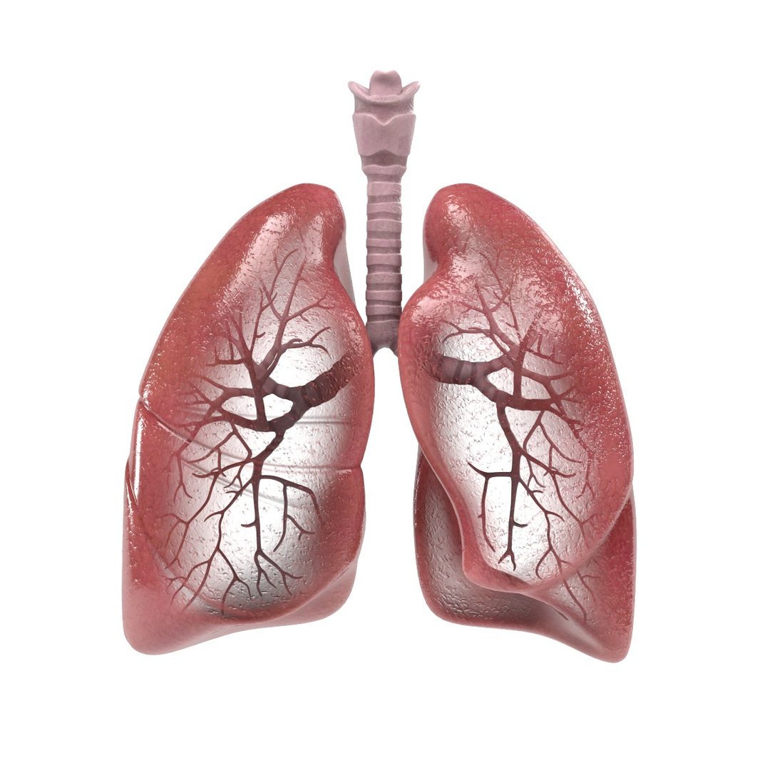 3d Respiratory Model