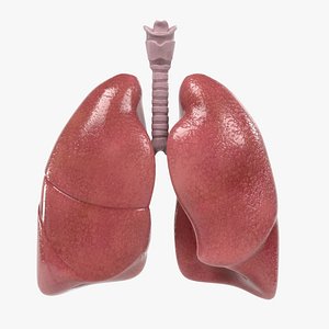 Respiratory System
