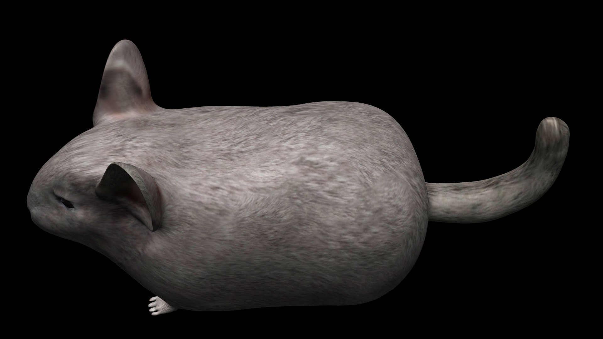 3D Fully Rigged low poly Chinchilla https://p.turbosquid.com/ts-thumb/OC/KiJoZM/Jg/14/jpg/1619730448/1920x1080/fit_q87/725f1e62a90abf9e3b1a7a7d37186cf0ccdeb8e1/14.jpg