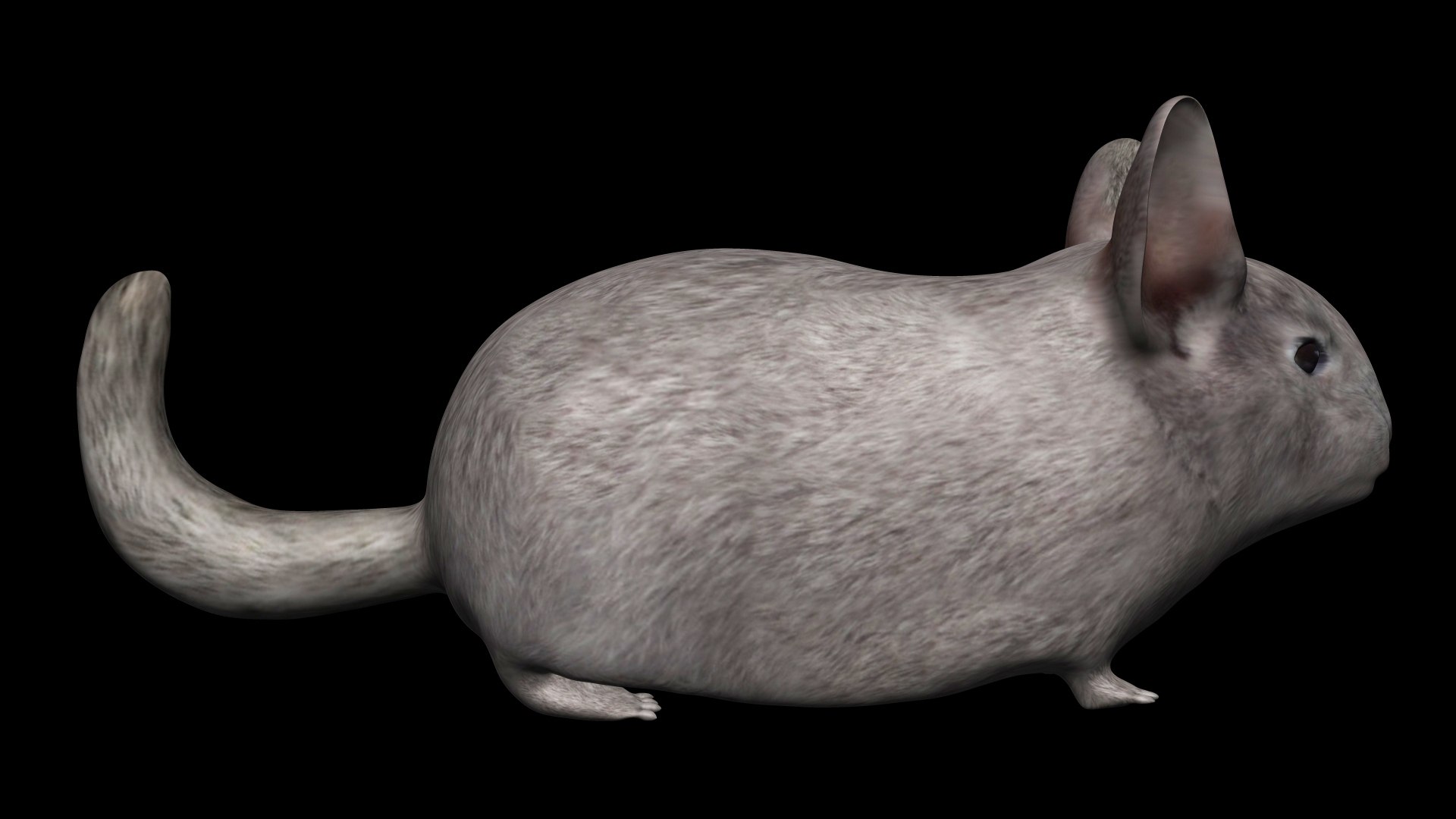 3D Fully Rigged low poly Chinchilla https://p.turbosquid.com/ts-thumb/OC/KiJoZM/Tb/15/jpg/1619730441/1920x1080/fit_q87/90a2791745834a80383bc3a8e59a28af816a48ae/15.jpg