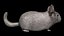 Fully Rigged low poly Chinchilla