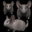 Fully Rigged low poly Chinchilla