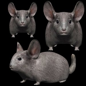 Fully Rigged low poly Chinchilla
