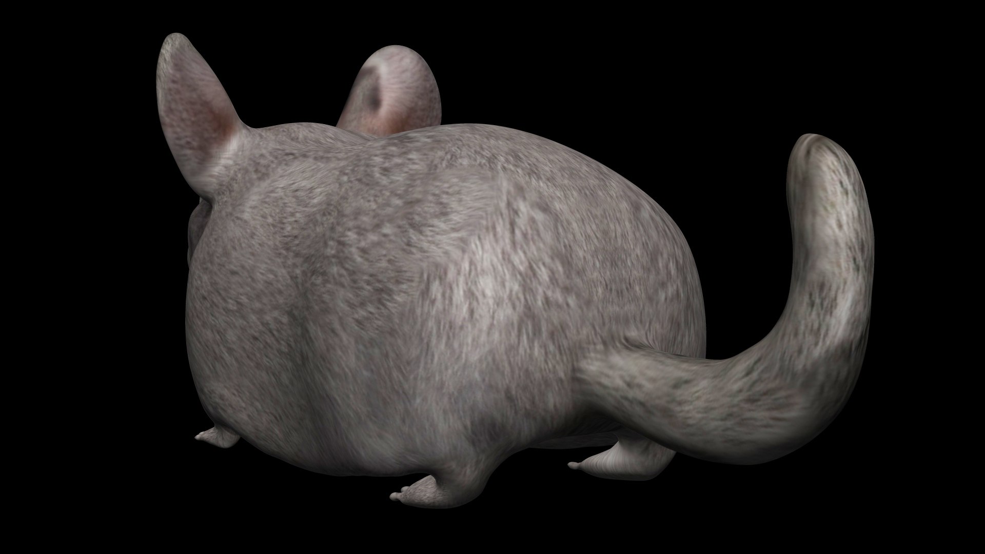 3D Fully Rigged low poly Chinchilla https://p.turbosquid.com/ts-thumb/OC/KiJoZM/hA/16/jpg/1619730450/1920x1080/fit_q87/3fc4be575d2c50155a7b6b81c173d65aa57108d6/16.jpg