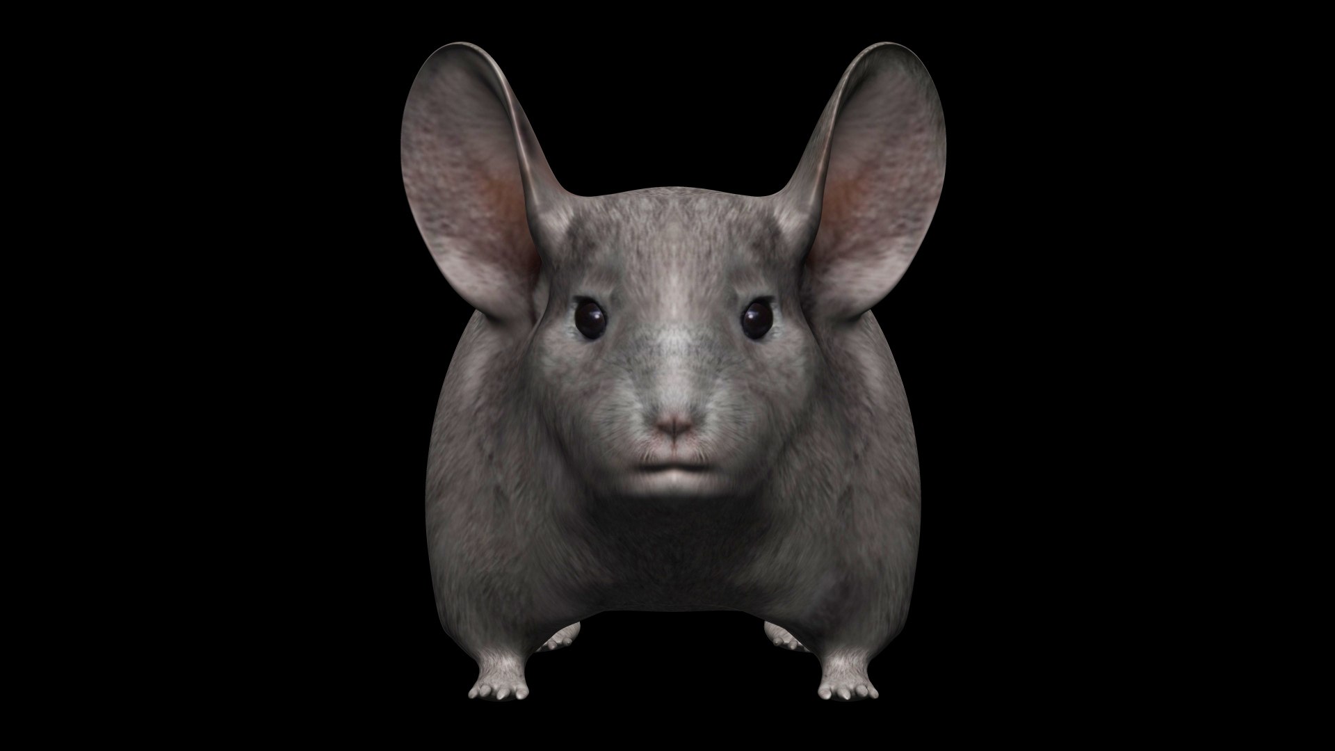 3D Fully Rigged low poly Chinchilla https://p.turbosquid.com/ts-thumb/OC/KiJoZM/ur/12/jpg/1619730436/1920x1080/fit_q87/890a4183ddee6dfe87af9b2949058d3938ccd6ce/12.jpg