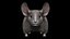Fully Rigged low poly Chinchilla