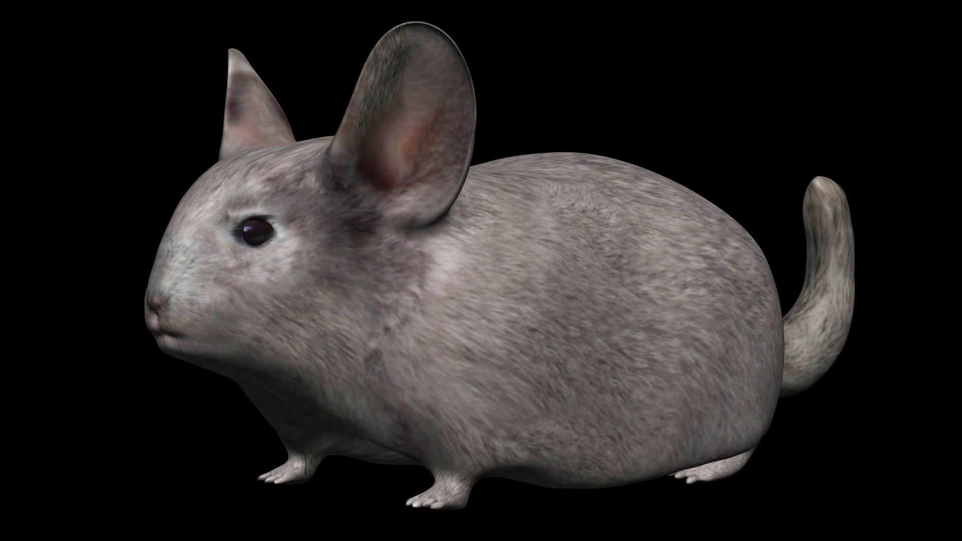 3D Fully Rigged low poly Chinchilla https://p.turbosquid.com/ts-thumb/OC/KiJoZM/wP/13/jpg/1619730433/1920x1080/fit_q87/0164f28b88863e29e90015aca8147a988a9eca41/13.jpg