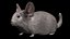 Fully Rigged low poly Chinchilla