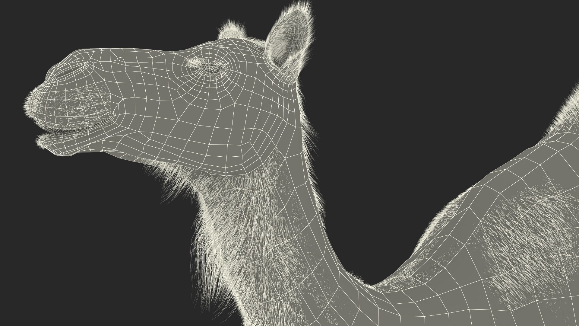 Resting Camel with Fur 3D model https://p.turbosquid.com/ts-thumb/OC/LGMrbu/2U/resting_camel_with_fur_023/jpg/1744322396/1920x1080/fit_q87/44e8253e5c3d35bdd4e7caa0b02c412b4203c8e8/resting_camel_with_fur_023.jpg