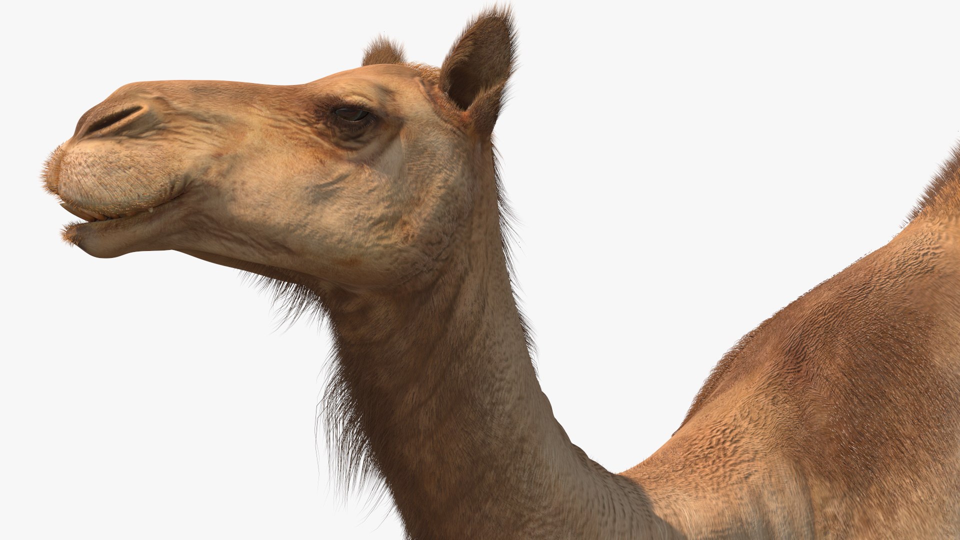 Resting Camel with Fur 3D model https://p.turbosquid.com/ts-thumb/OC/LGMrbu/2V/resting_camel_with_fur_009/jpg/1744322345/1920x1080/fit_q87/89b189d09f83625c2cbddff2ed25356fcf1749b8/resting_camel_with_fur_009.jpg