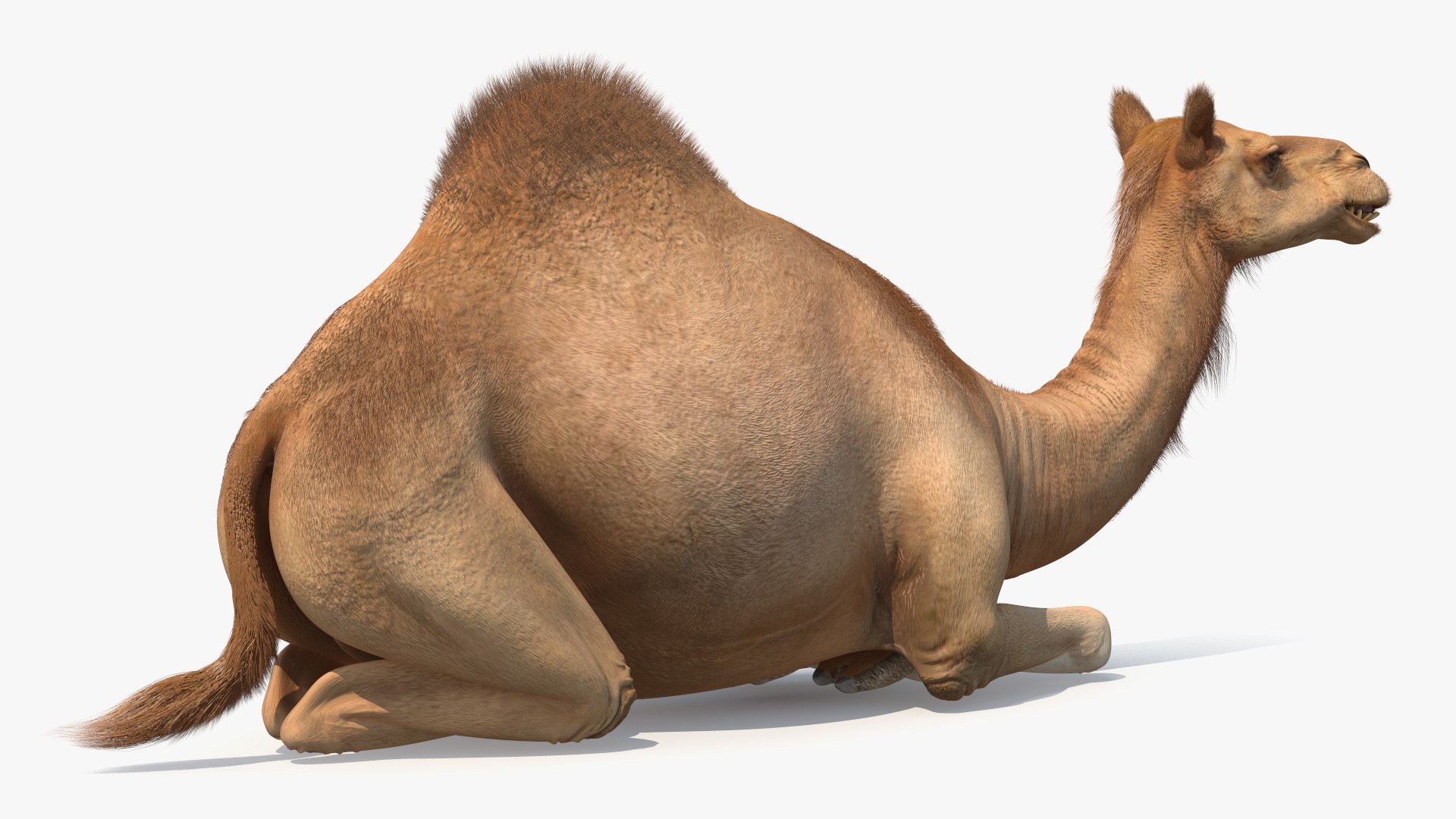 Resting Camel with Fur 3D model https://p.turbosquid.com/ts-thumb/OC/LGMrbu/2X/resting_camel_with_fur_006/jpg/1744322334/1920x1080/fit_q87/e8095694f6eb33a8edd523f1df2df8d3e4b8b7fc/resting_camel_with_fur_006.jpg