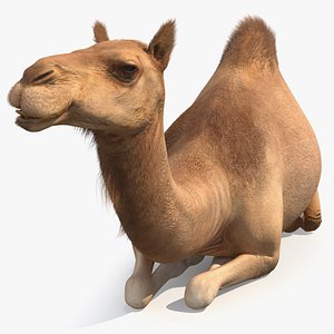 Resting Camel with Fur