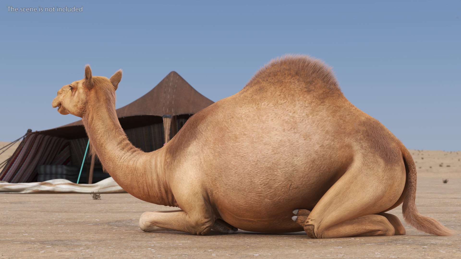 Resting Camel with Fur 3D model https://p.turbosquid.com/ts-thumb/OC/LGMrbu/9E/resting_camel_with_fur_004/jpg/1744322325/1920x1080/fit_q87/2b6473cb122aad5600deb4451adc1b7b96818ba9/resting_camel_with_fur_004.jpg